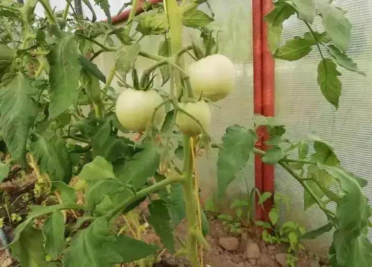 tomates, tomates