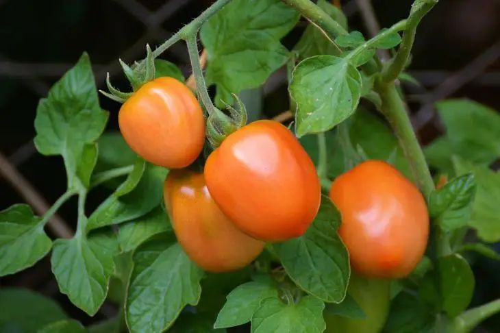 Tomaten