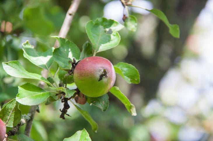 Manzana