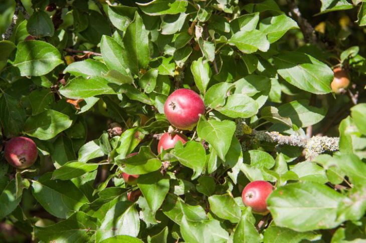 Pommier, arbre