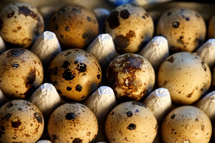 Quail eggs