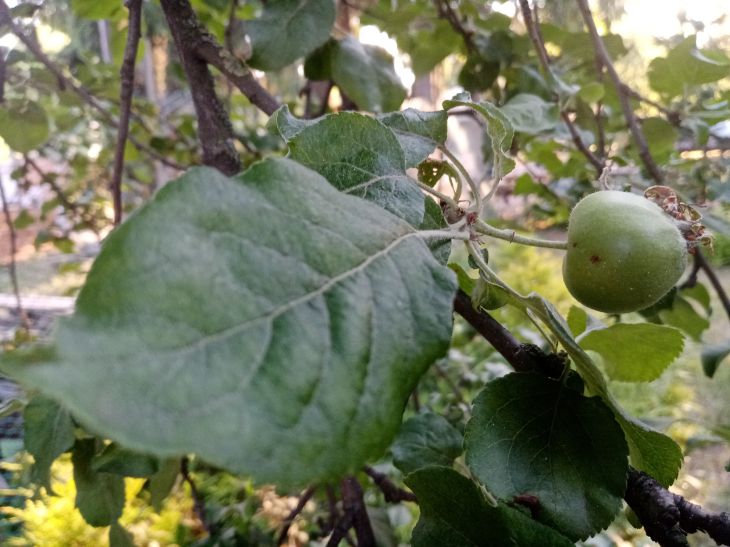 Feuille de pommier 