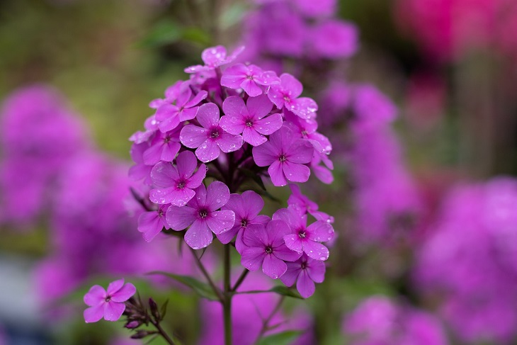 Phlox