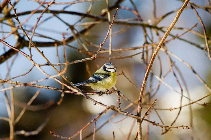 Ein Vogel 