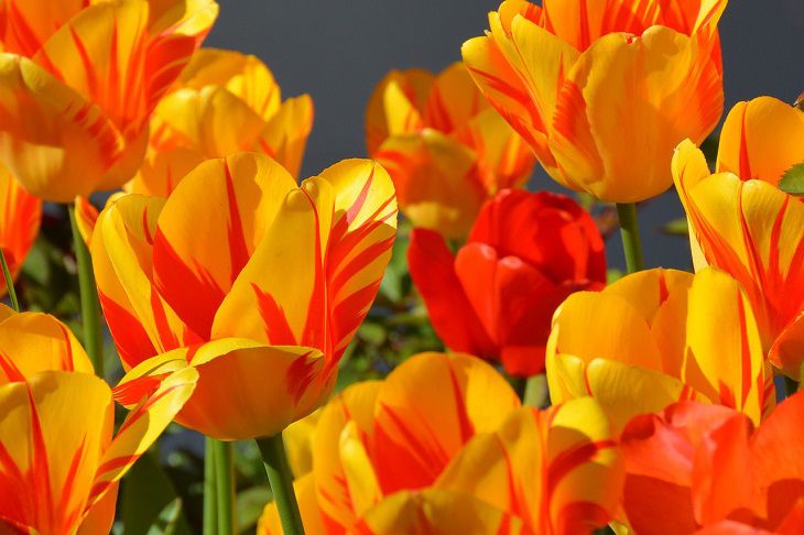 Tulipes