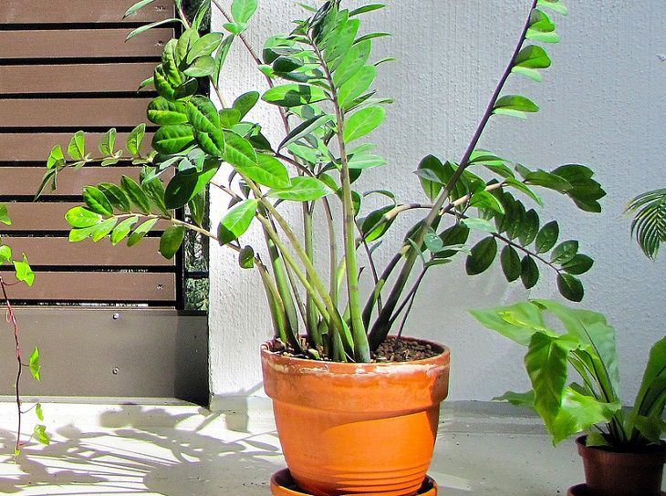 Zamioculcas 