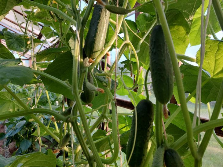 Cucumbers