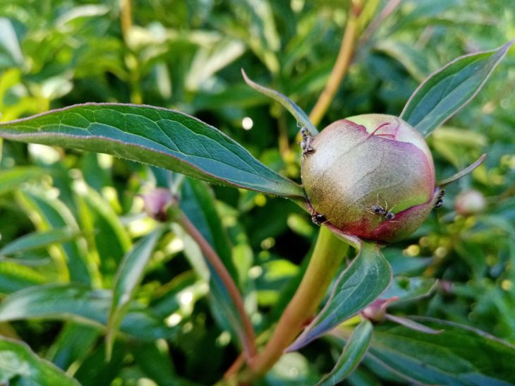 Bourgeon de pivoines