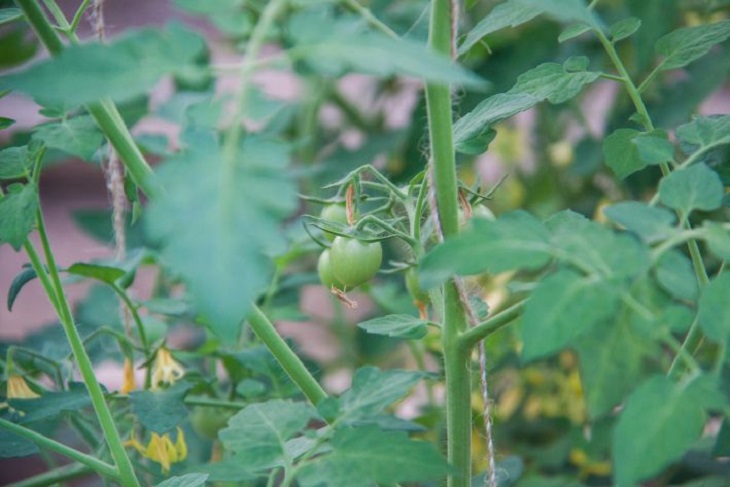 Tomates