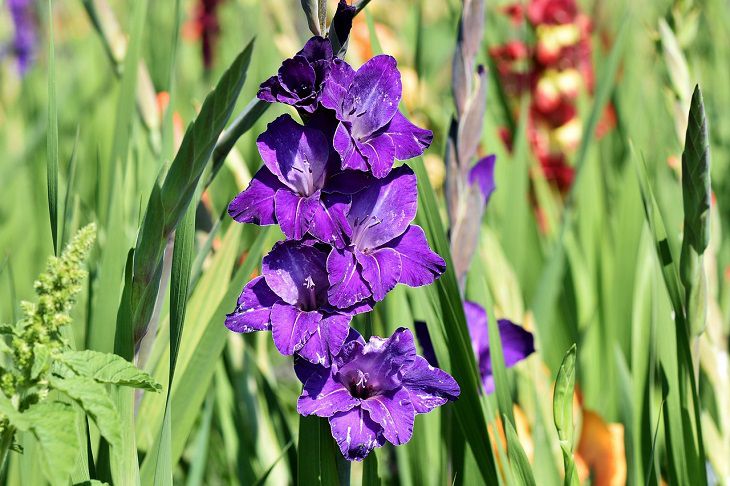 Gladioli 