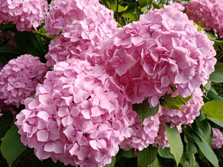 Flowers Hydrangea