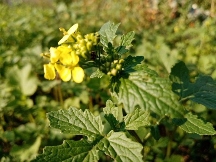 Mustard Green manure