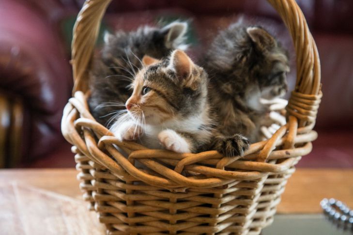 Chatons panier