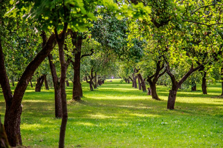 árboles de jardín