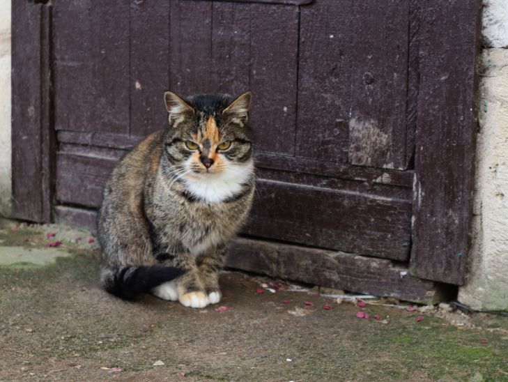 Cat Door