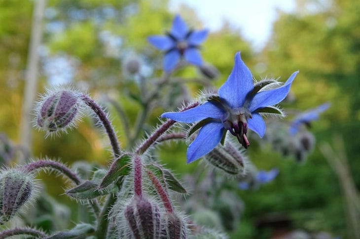 Borago