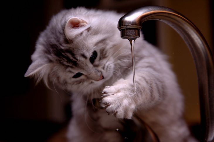 Eau pour chat