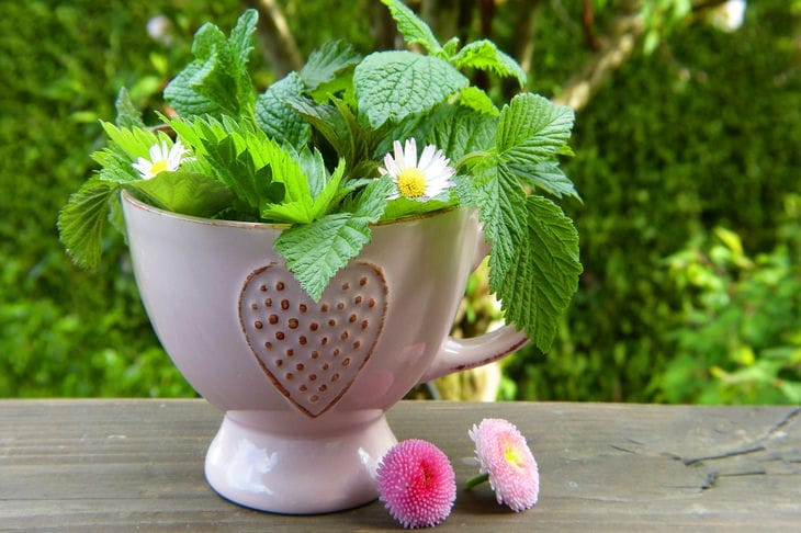 taza con plantas