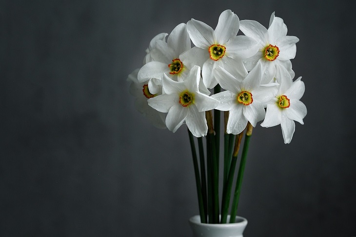 flores, narcisos