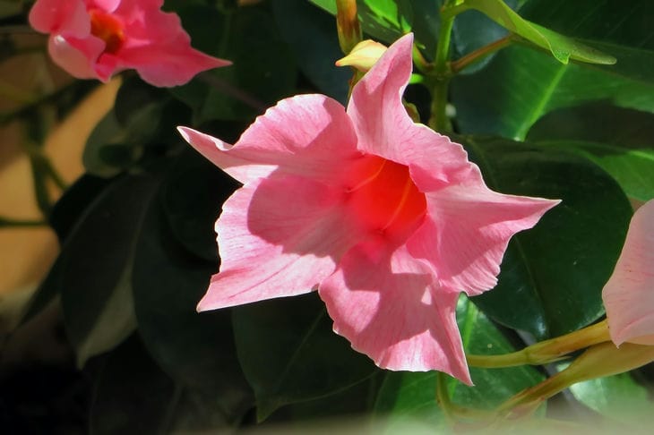 dipladenia