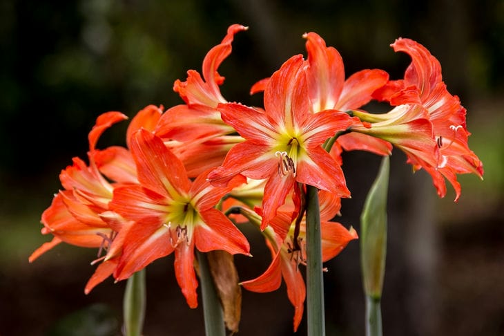 gippeastrum