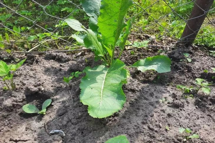 Horseradish