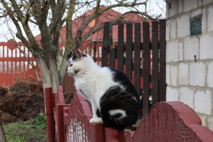 Cat on the fence