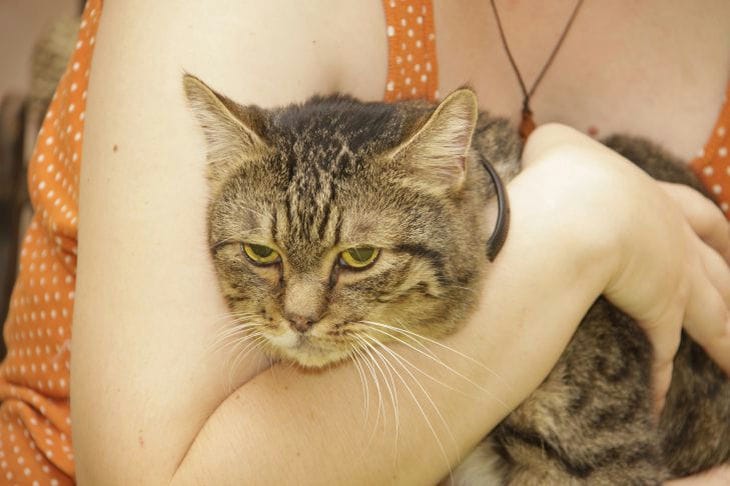 Chat dans les bras