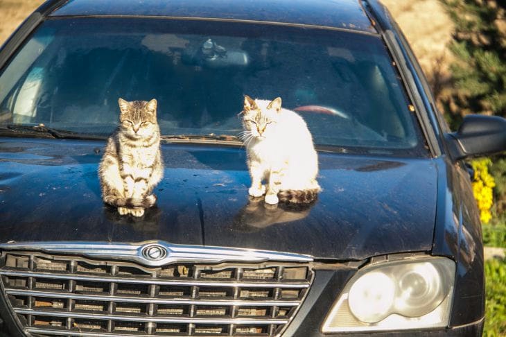 gatos en el auto