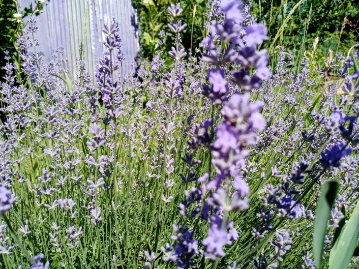 Lavanda