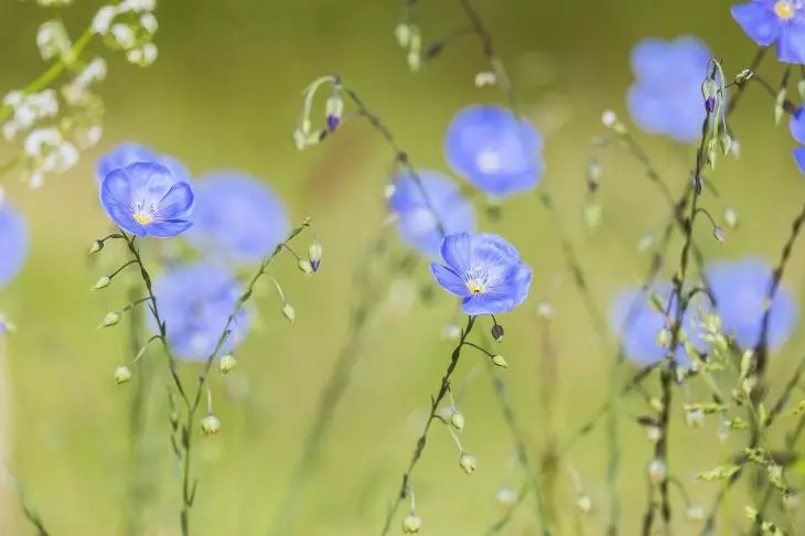 Flowers, flax