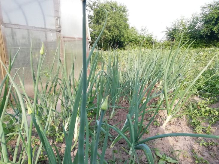 cebollas verdes