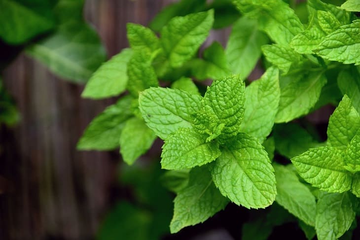 Mint, plants