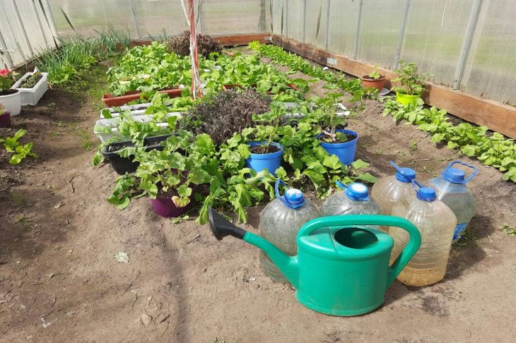 Watering cans in the greenhouse