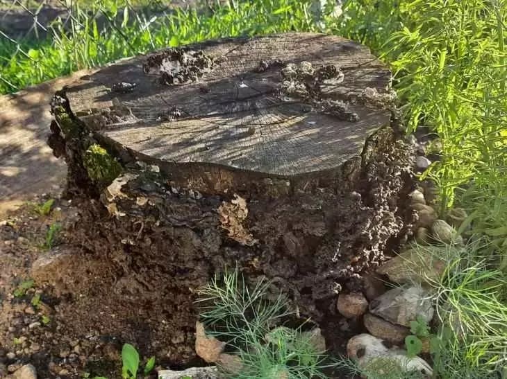 Stump