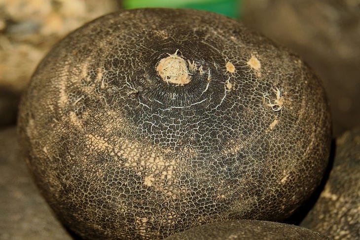 Black radish