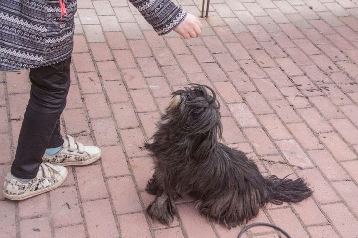 Hund und Mensch