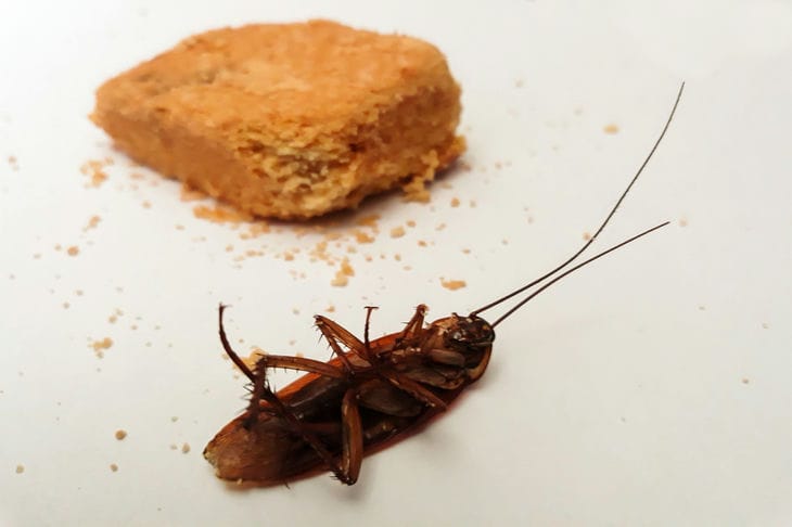 cucaracha y comida