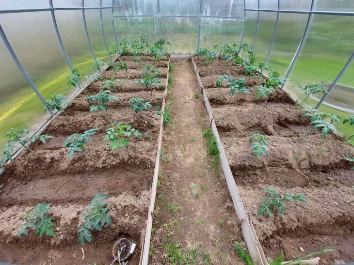 Tomates De Invernadero