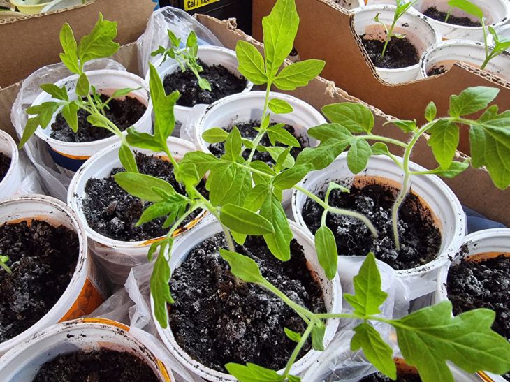 Tomato seedlings