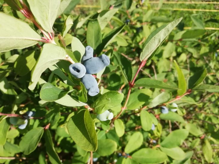 Honeysuckle