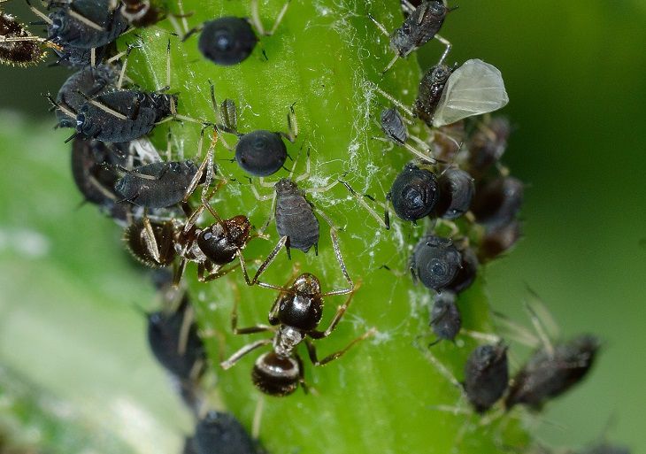 Insekten