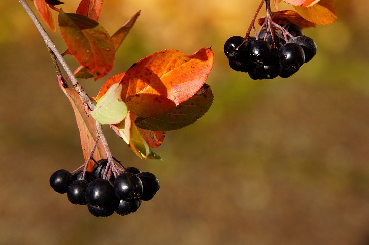 Black rowan