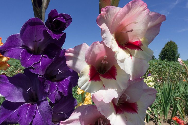 Gladioli 