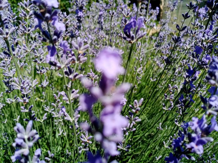 Lavanda