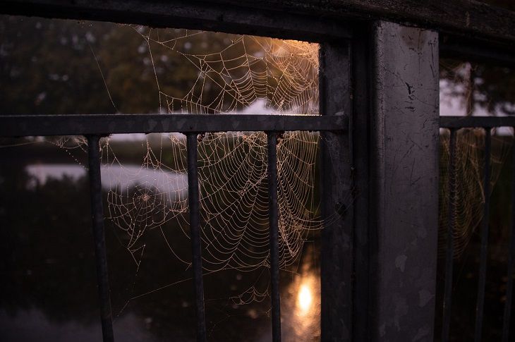 Web