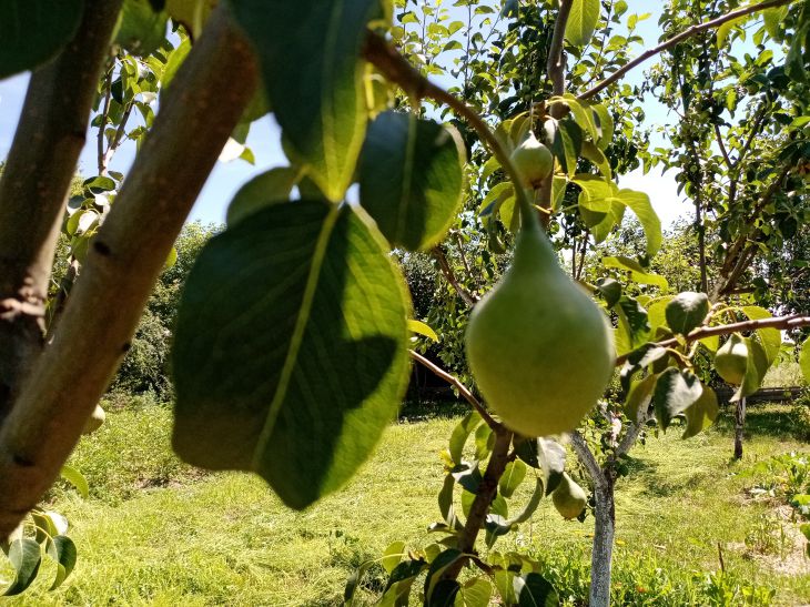 Poire