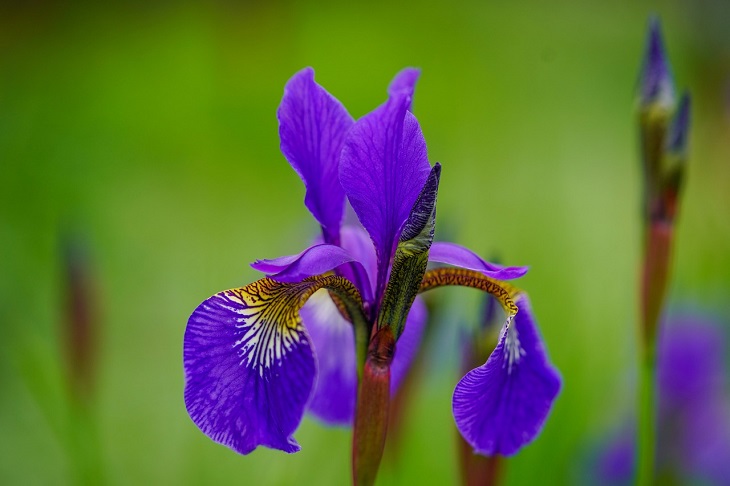 Iris