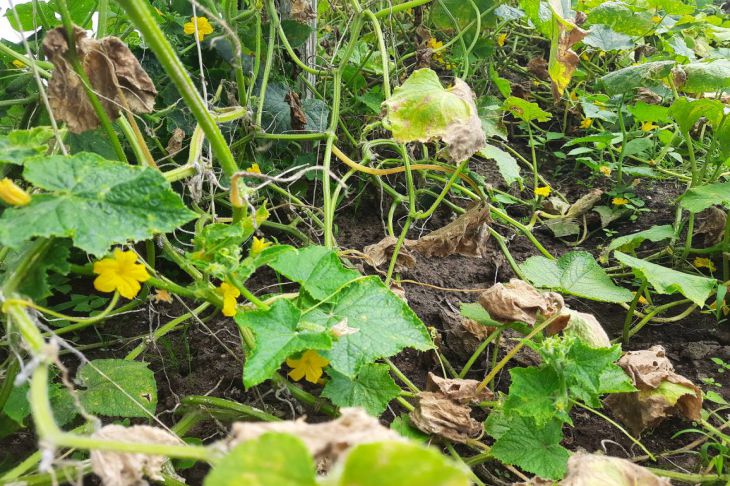 Cucumbers Bed