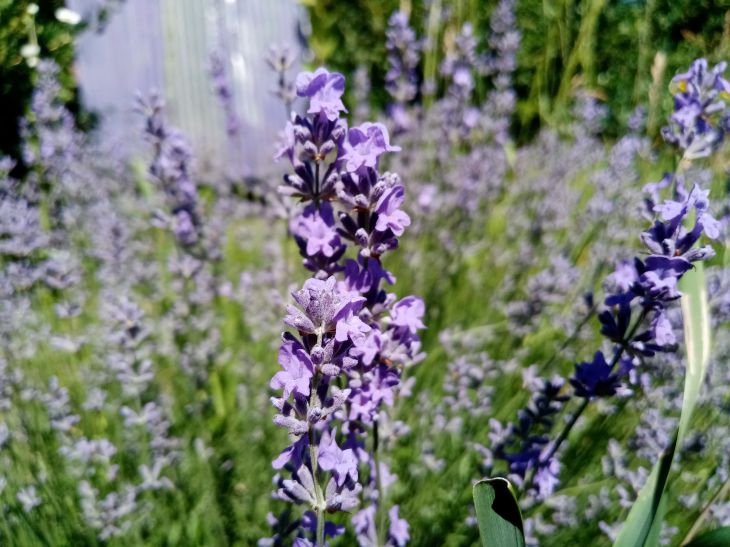 Lavanda